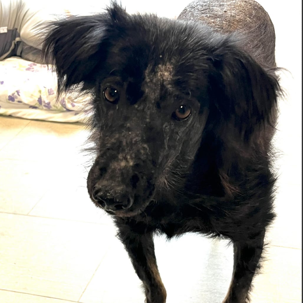 Photo of Hopper, adoptable Mixed Breed (Medium) in St. Louis, Missouri
