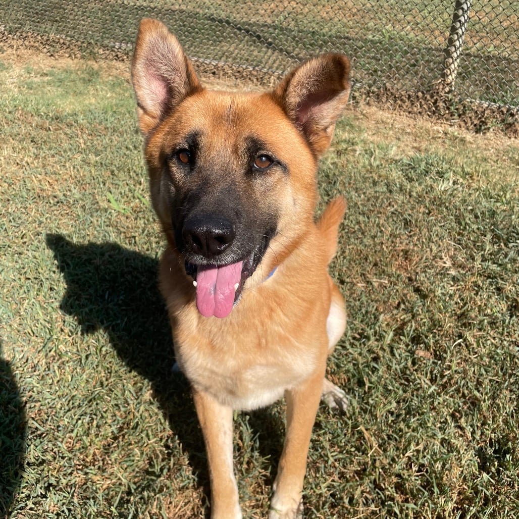 Photo of Flint, adoptable Mixed Breed (Large) in Chattanooga, Tennessee
