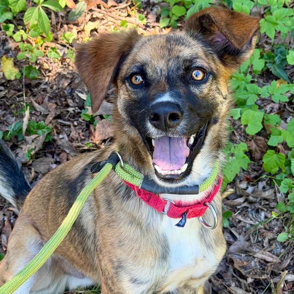 Photo of Hawthorn, adoptable Mixed Breed (Medium)