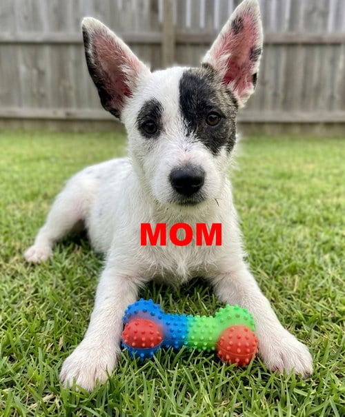 Photo of Tommy, adoptable Jack Russell Terrier in Grovertown, Indiana