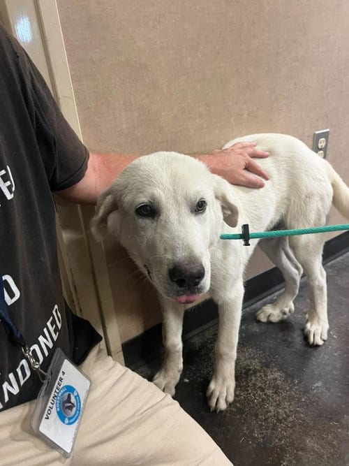 Photo of Drake, adoptable Great Pyrenees in Rockwall, Texas