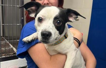 Photo of Tredot Montgomery, adoptable dog