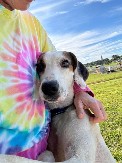 Photo of Jay: At shelter, adoptable Hound in Rustburg, Virginia