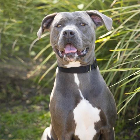 Photo of Astra, adoptable Pit Bull Terrier in Camarillo, California