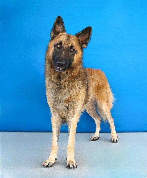 Photo of Dutch, adoptable Belgian Shepherd Tervuren in Baldwin Park, California