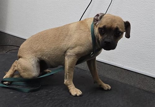 Photo of Tess, adoptable Pug in HESPERIA, California