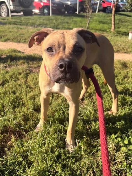 Photo of Jello Salad 5 (Lil Gracie), adoptable dog in Baltimore, Maryland