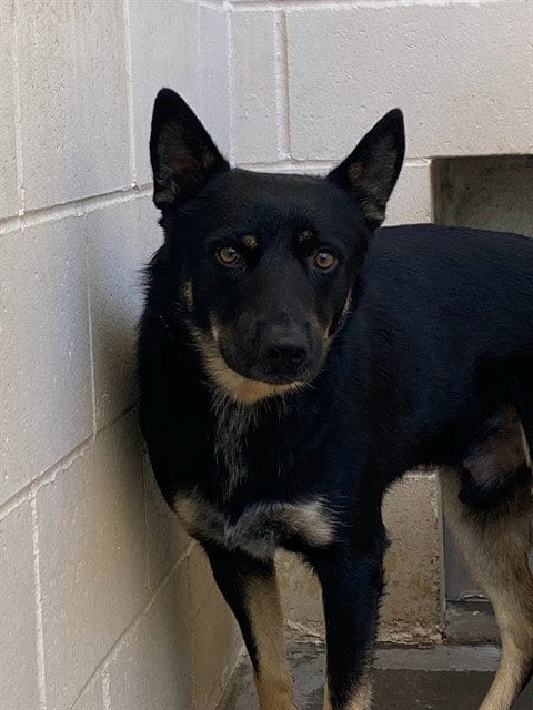 Photo of Drake, adoptable Australian Kelpie in Lompoc, California