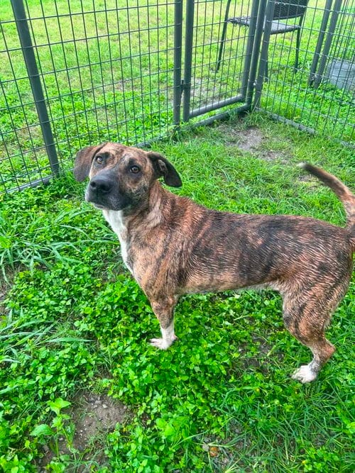 Photo of Ruby, adoptable Terrier in Abbeville, Louisiana
