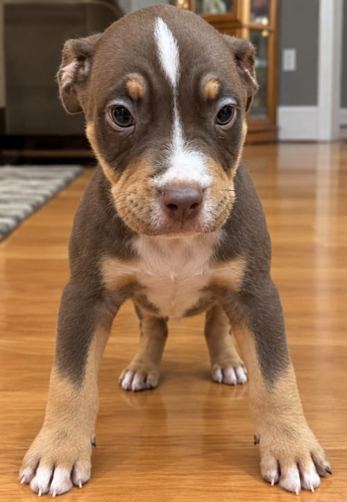 Photo of Dash, adoptable Pit Bull Terrier in Clarkston, Michigan