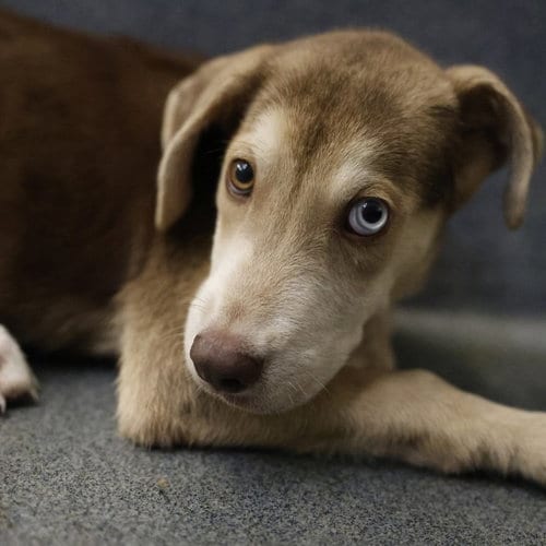 Photo of Bone, adoptable American Staffordshire Terrier in San Antonio, Texas