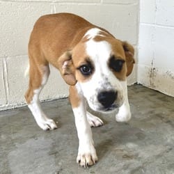 Photo of Countess 4420, adoptable Mixed Breed (Medium) in Loxahatchee, Florida