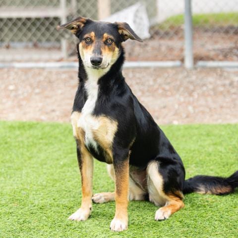 Photo of Zara, adoptable German Shepherd Dog in Camarillo, California