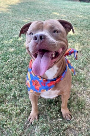 Photo of Bubba, adoptable Pit Bull Terrier in Tulsa, Oklahoma
