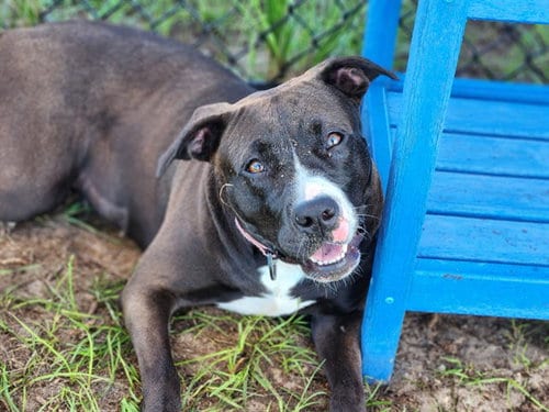 Photo of Bonsai, adoptable American Pit Bull Terrier in Ocala, Florida