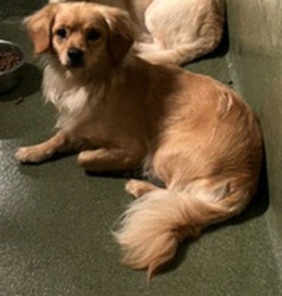 Photo of Tony, adoptable Pomeranian in Gardena, California