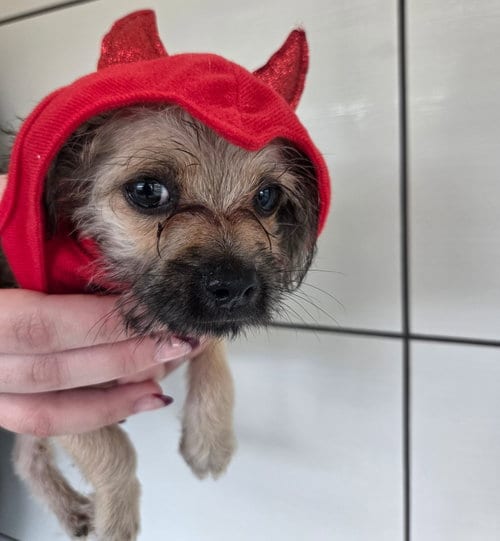 Photo of Calvin, adoptable Unknown breed in Rancho Santa Fe, California