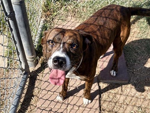 Photo of Steven, adoptable Staffordshire Bull Terrier in Houston, Texas