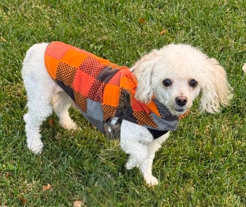 Photo of Elvis, adoptable Poodle (Miniature) in Mundelein, Illinois