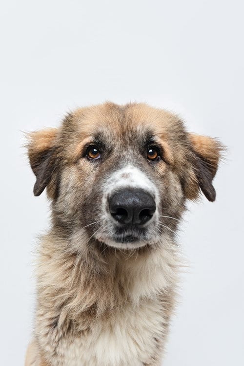 Photo of Peaches (fka Princess), adoptable Anatolian Shepherd in Houston, Texas