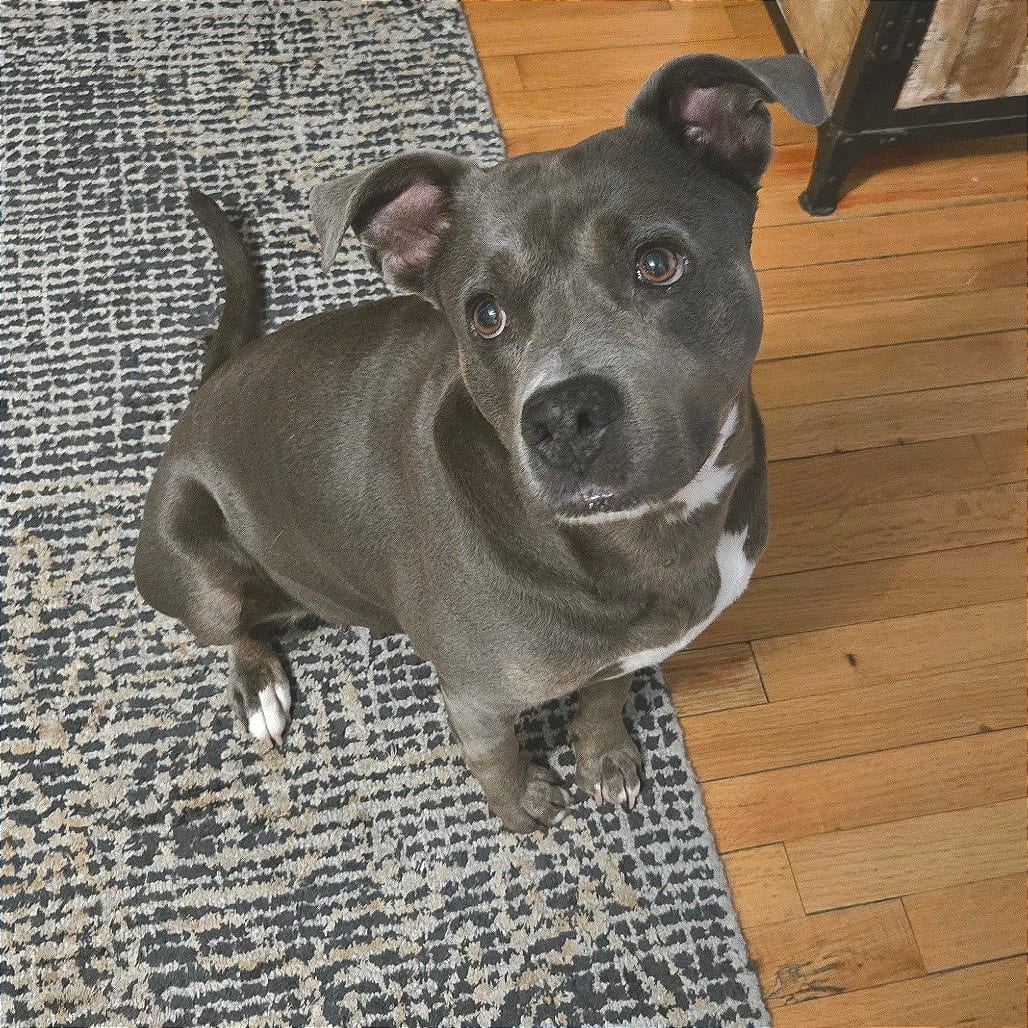 Photo of Blue Bell, adoptable Mixed Breed (Medium)