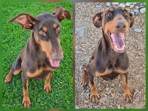 Photo of Prada, adoptable Doberman Pinscher in Albuquerque, New Mexico