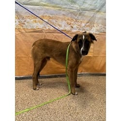 Photo of Dexter, adoptable Terrier (Unknown Type, Medium) in Doral, Florida