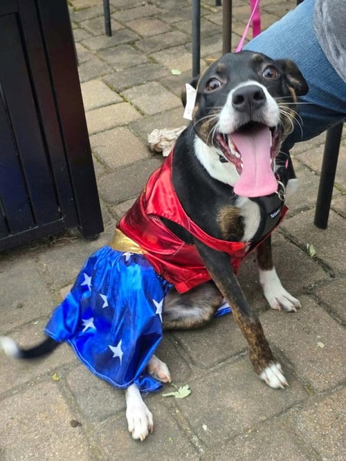 Photo of Janet Jackson, adoptable Mountain Cur in Germantown, Ohio