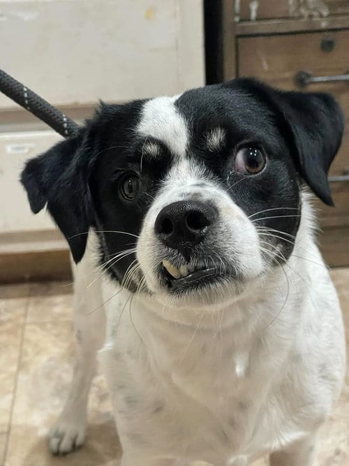 Photo of Snaggle, adoptable Rat Terrier in Sedalia, Colorado