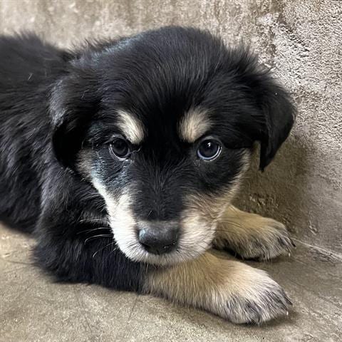 Photo of A139347, adoptable Golden Retriever in San Martin, California