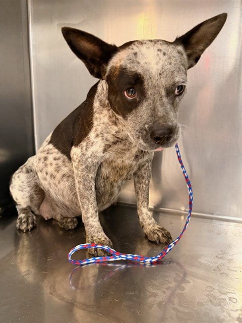 Photo of Selene, adoptable Australian Cattle Dog/Blue Heeler in Thousand Palms, California