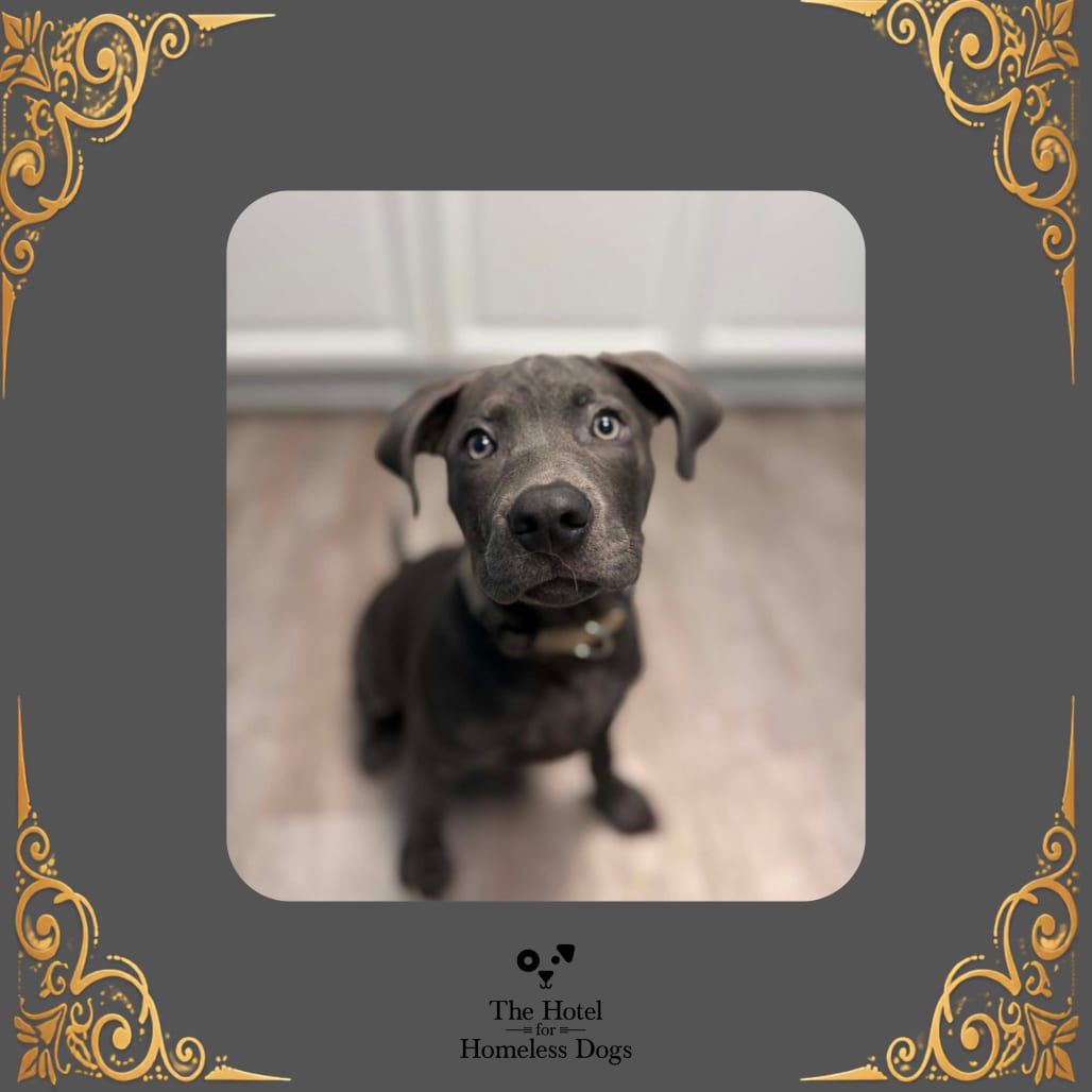 Photo of Blu, adoptable Terrier / Mix in Cumberland, Rhode Island