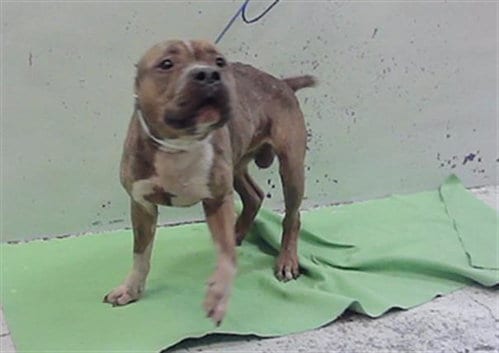 Photo of Kyng, adoptable Staffordshire Bull Terrier in Houston, Texas