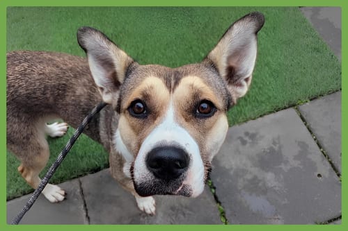 Photo of Willow, adoptable Siberian Husky in Amherst, Massachusetts