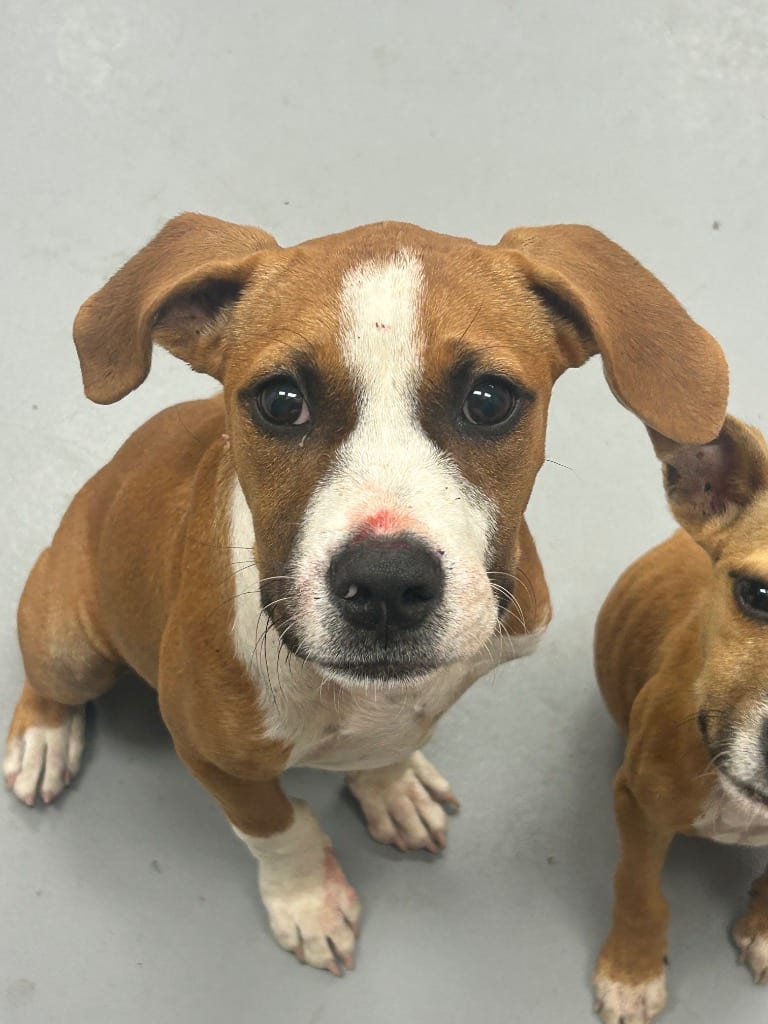 Photo of Timmy (Tx2), adoptable Boxer in Hartsville, South Carolina