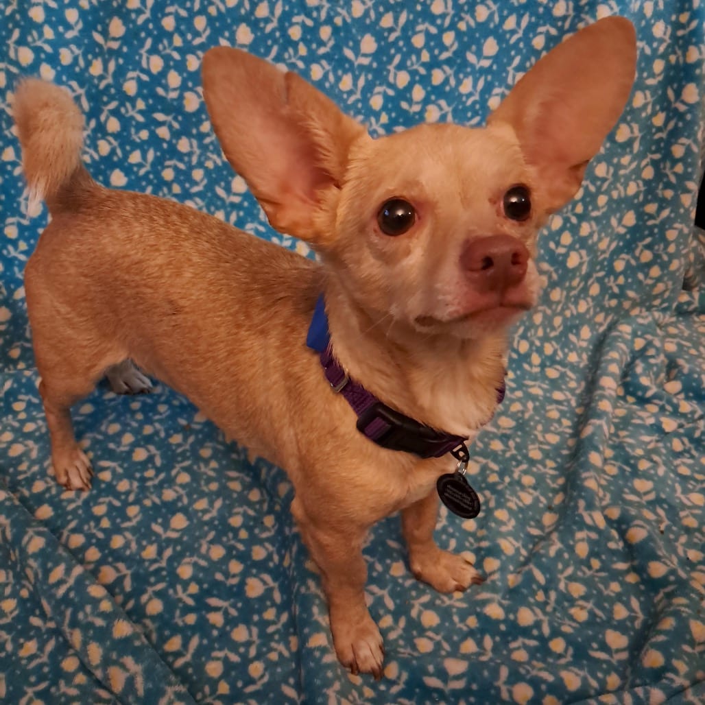 Photo of Rhett D12652, adoptable Chihuahua, Short Coat / Terrier, Jack Russell in Princeton area, Minnesota
