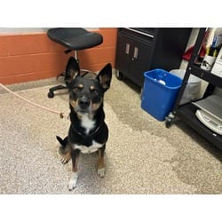 Photo of Rex, adoptable Australian Kelpie in Pueblo, Colorado