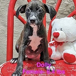 Photo of Dolly meet me 10/17, adoptable Labrador Retriever in East Hartford, Connecticut