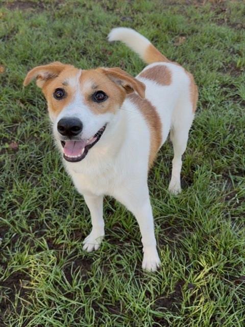 Photo of Flower, adoptable Jack Russell Terrier (Parson Russell Terrier) in Conroe, Texas