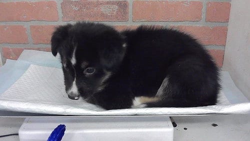 Photo of Sega, adoptable Siberian Husky in Houston, Texas