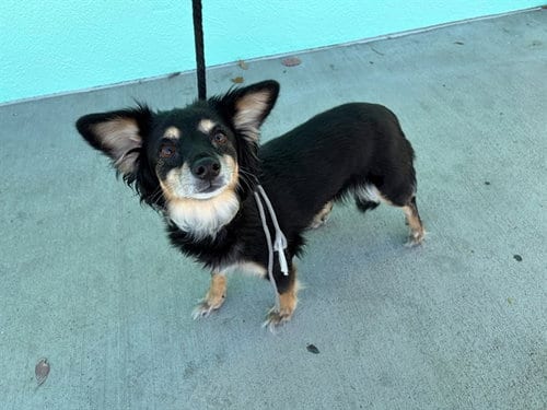 Photo of TJ, adoptable Dachshund in Baldwin Park, California