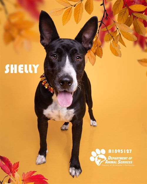 Photo of Shelly, adoptable Pit Bull Terrier in Riverside, California
