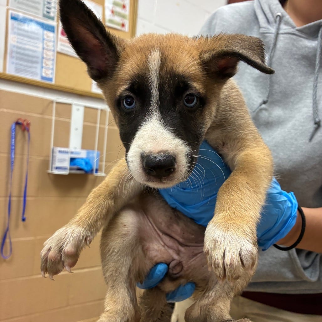 Photo of Sylveon, adoptable Shepherd, German in Brownsville, Texas