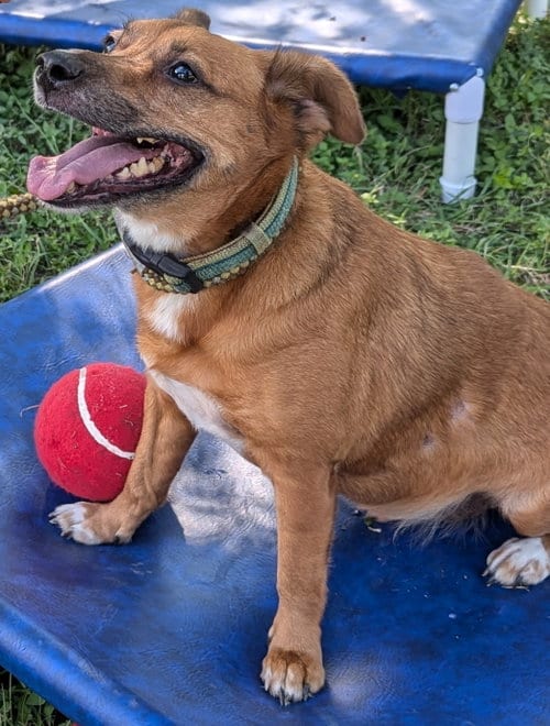 Photo of Auggie1, adoptable Corgi in San Antonio, Texas