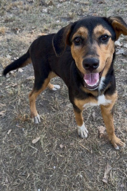 Photo of Caraway, adoptable Labrador Retriever in Conroe, Texas