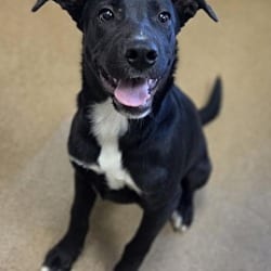 Photo of Navy, adoptable Labrador Retriever Terrier (Unknown Type, Medium) in Apple Valley, California