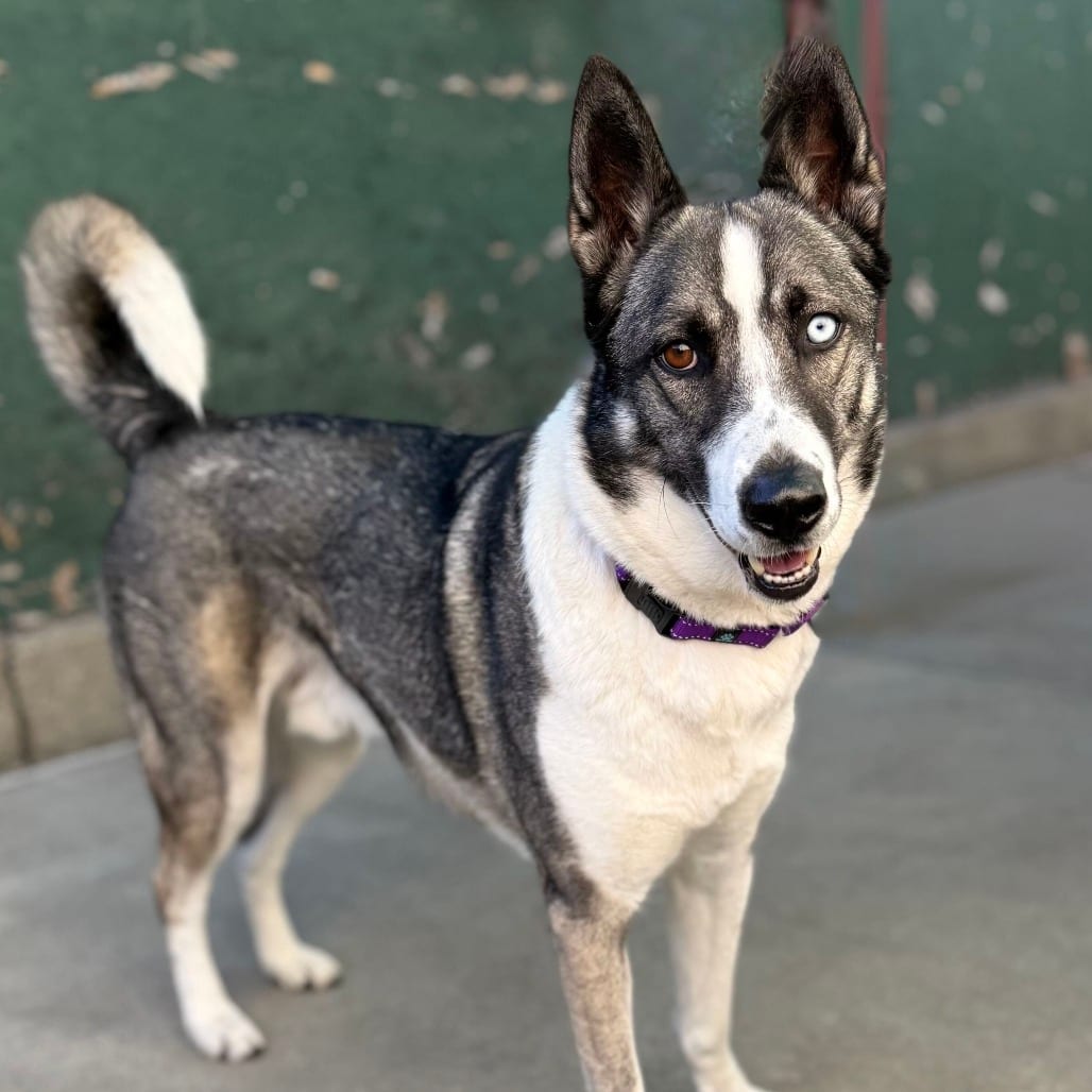 Photo of Maverick, adoptable Husky / Mixed Breed (Medium) in San Francisco, California
