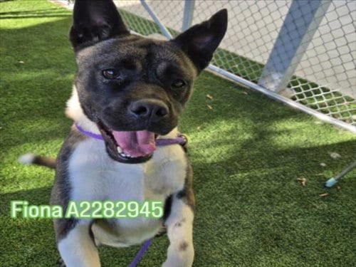 Photo of Fiona, adoptable Akita in Los Angeles, California