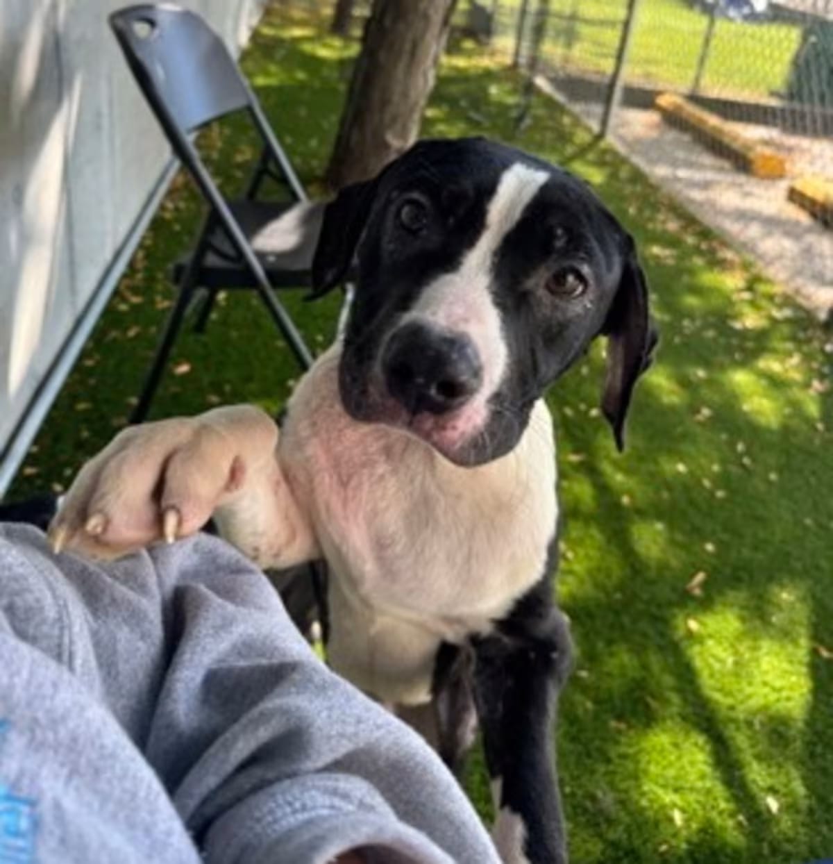 Photo of Bongo, adoptable American Pit Bull Terrier in Seattle, Washington