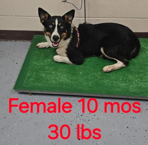 Photo of Piper, adoptable Australian Shepherd in Herndon, Virginia